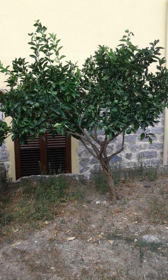 La Collina Dei Ciliegi Bed & Breakfast Sarule ภายนอก รูปภาพ