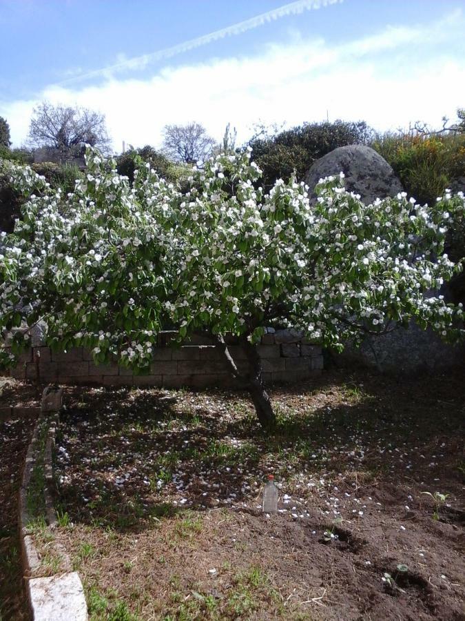 La Collina Dei Ciliegi Bed & Breakfast Sarule ภายนอก รูปภาพ