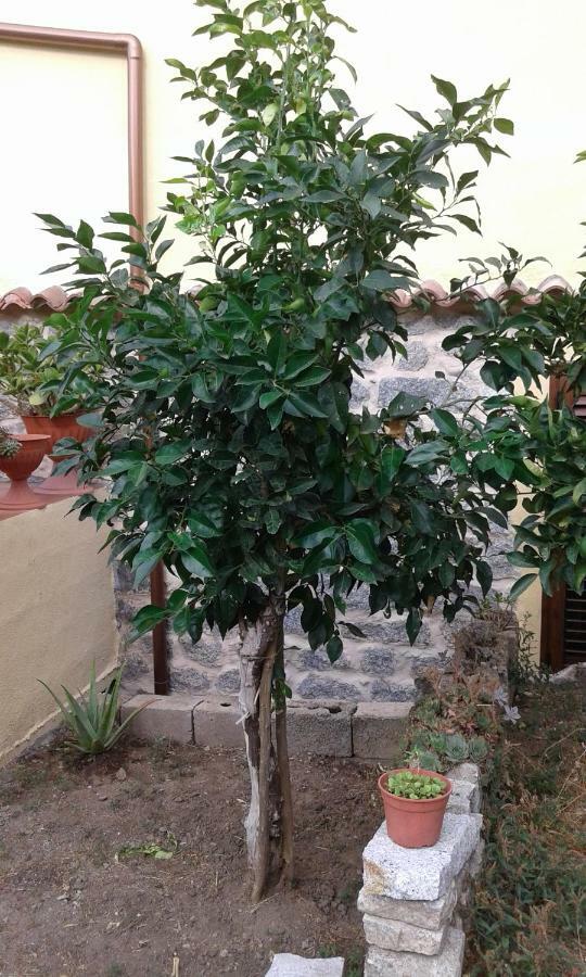 La Collina Dei Ciliegi Bed & Breakfast Sarule ภายนอก รูปภาพ